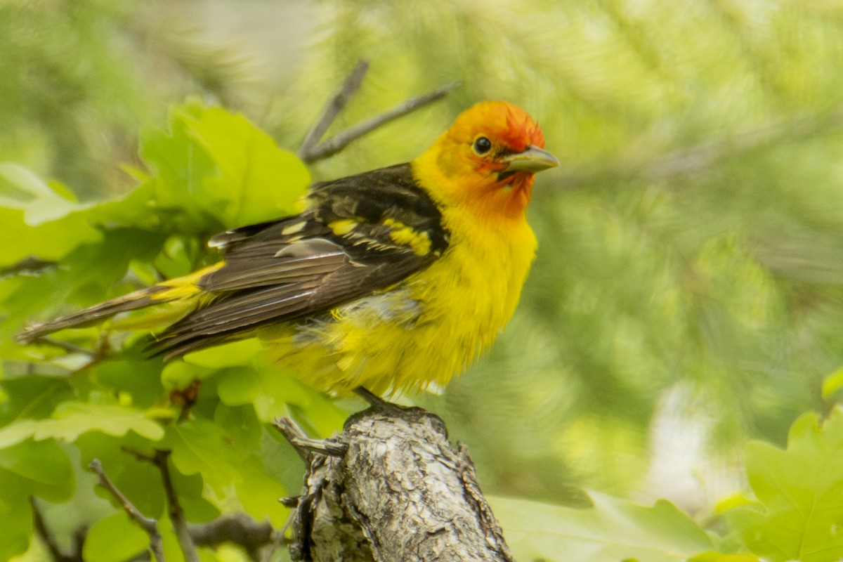 Western Tanager - ML637133430