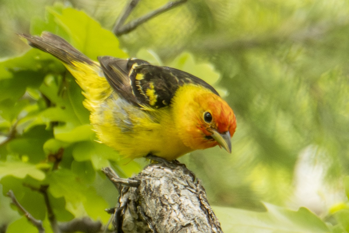 Western Tanager - ML637133431