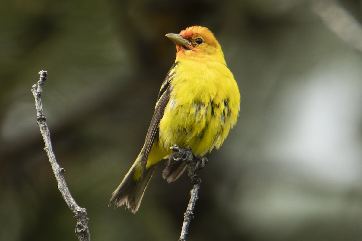 Western Tanager - ML637133432
