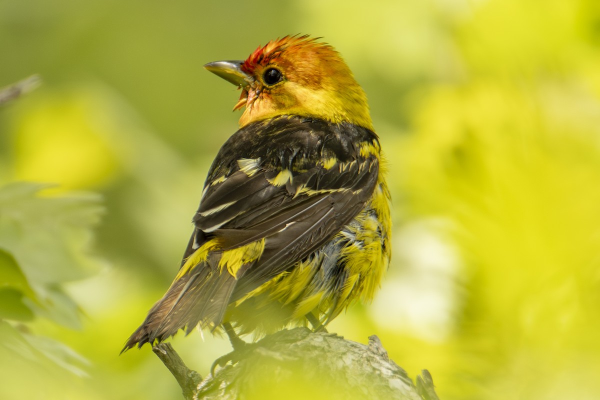Western Tanager - ML637133433