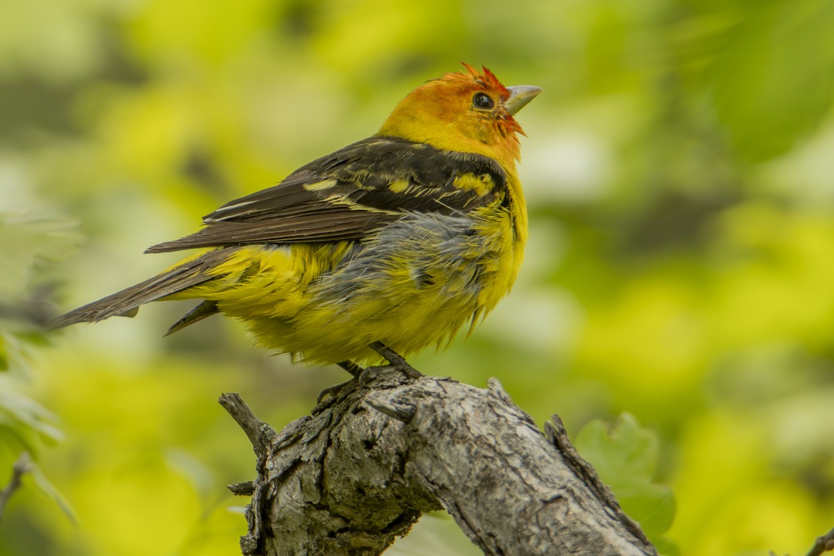 Western Tanager - ML637133434