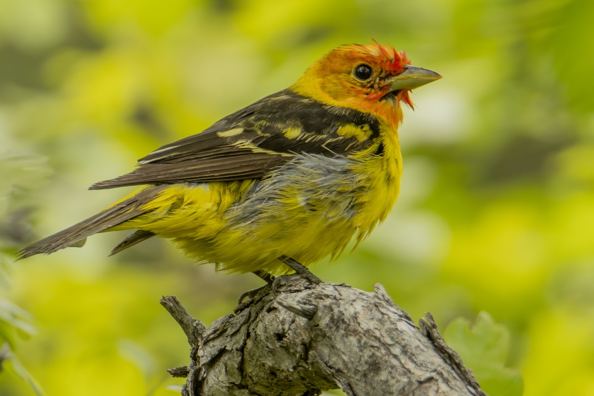 Western Tanager - ML637133435