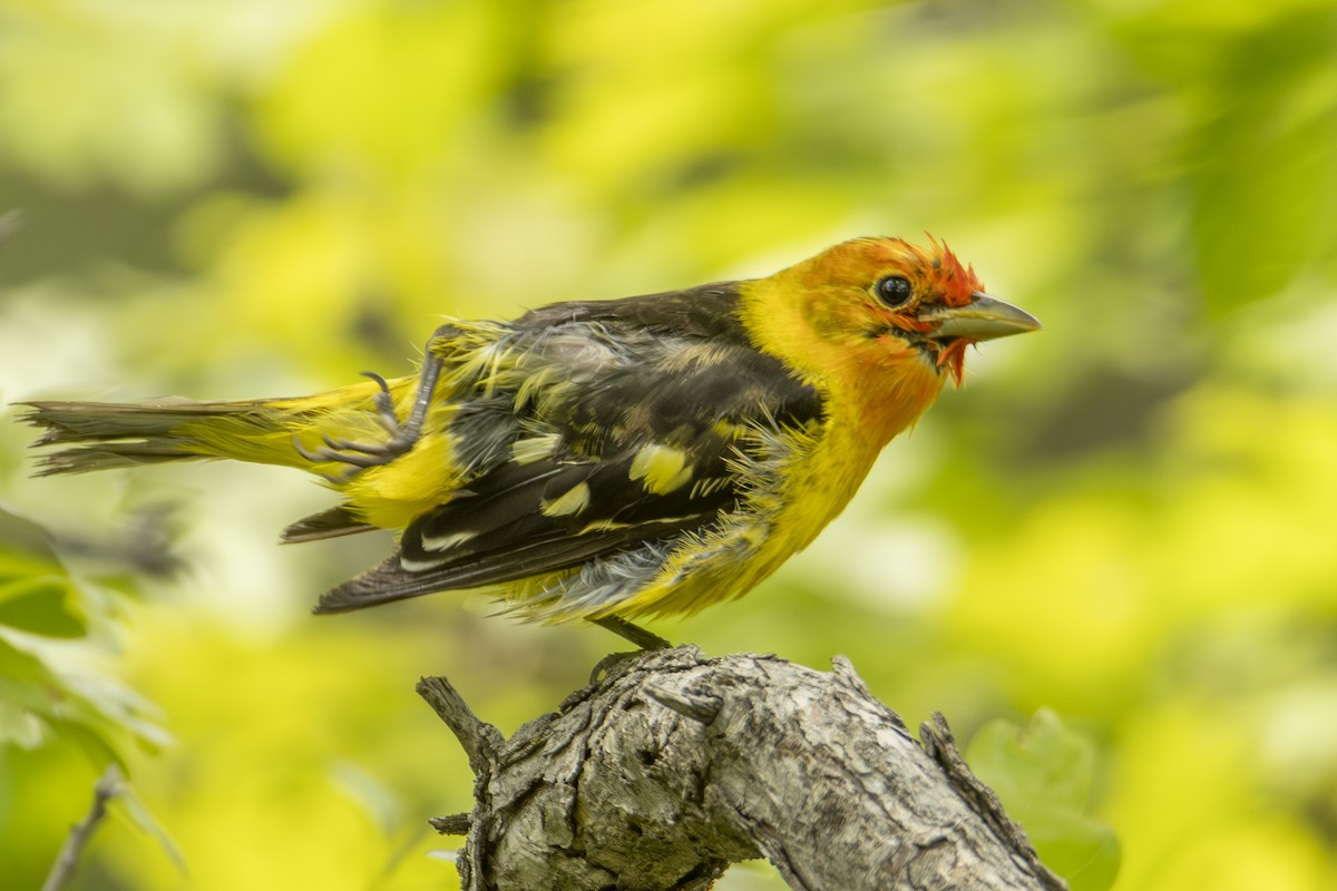 Western Tanager - ML637133436