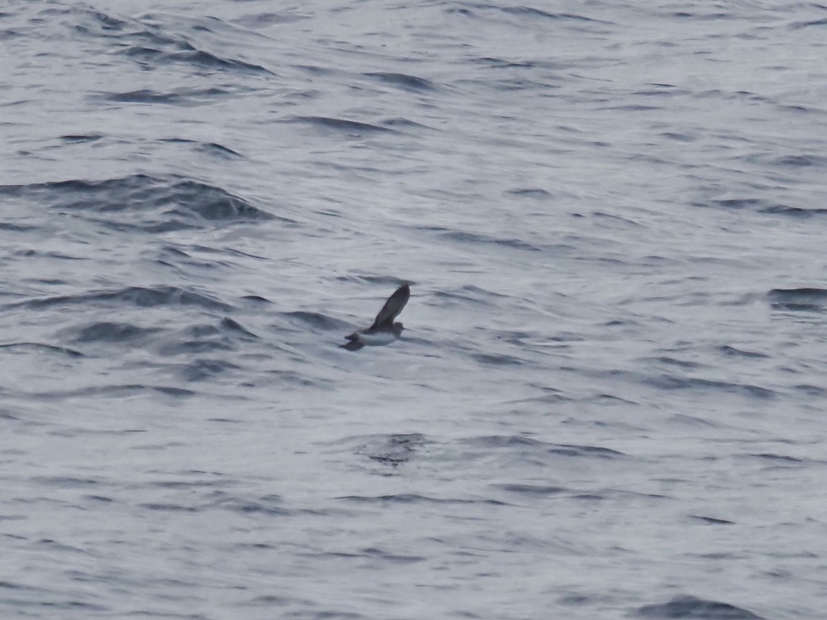 Cassin's Auklet - ML637133498