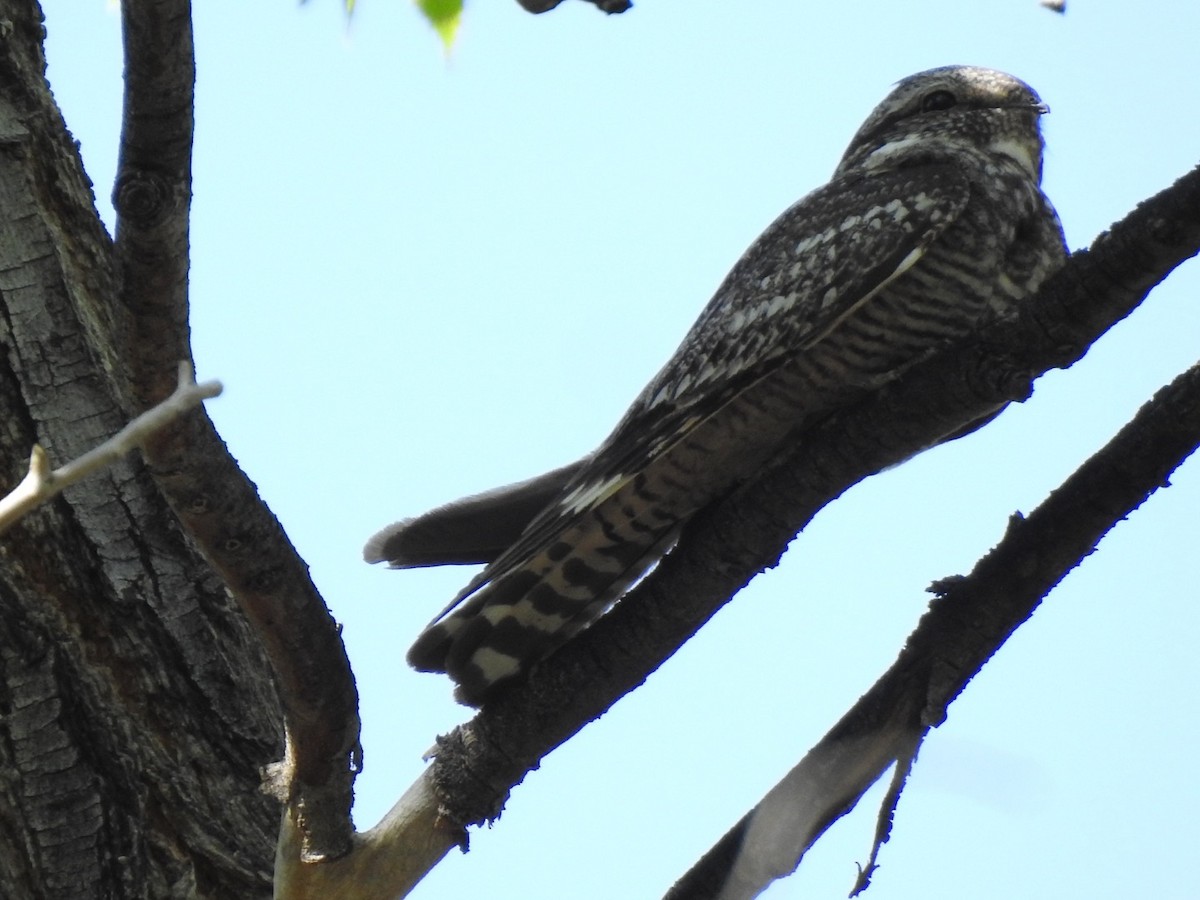 Lesser Nighthawk - ML637133513