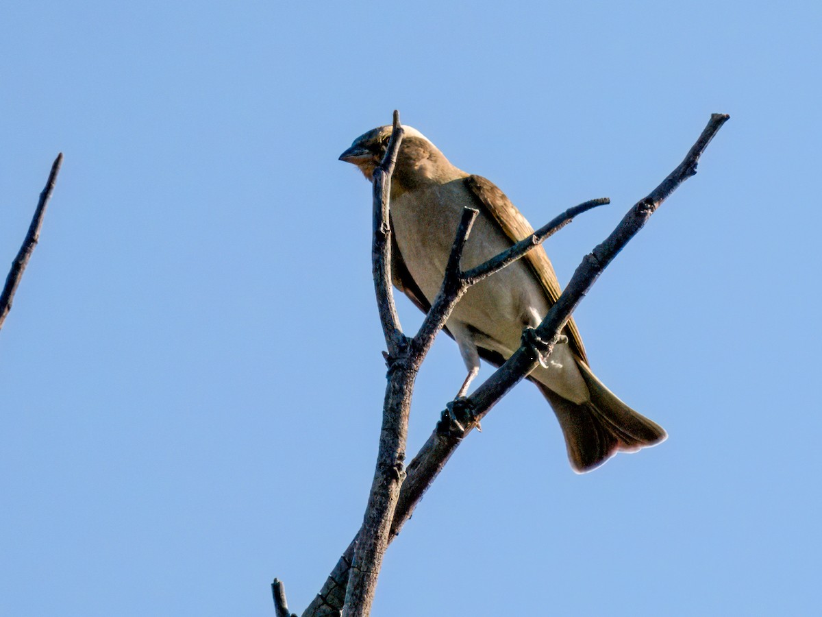 Yellow-throated Bush Sparrow - ML637133531