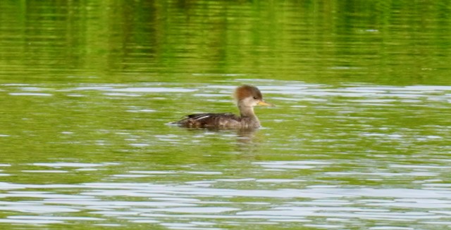 Hooded Merganser - ML637133731