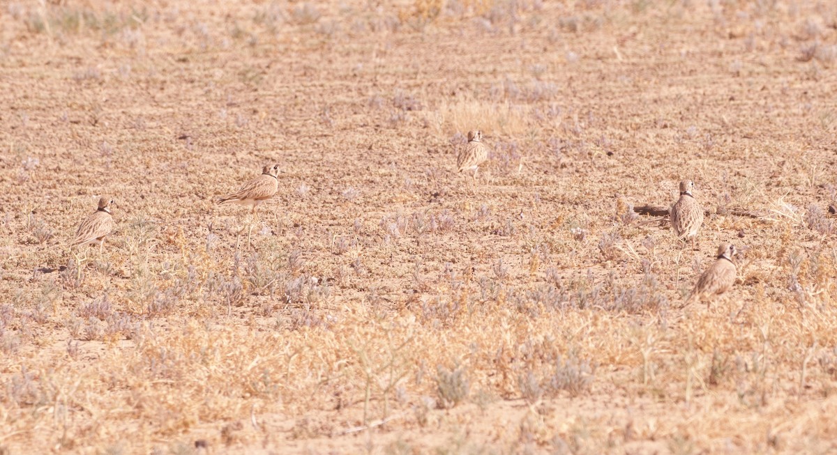 Inland Dotterel - ML637133765