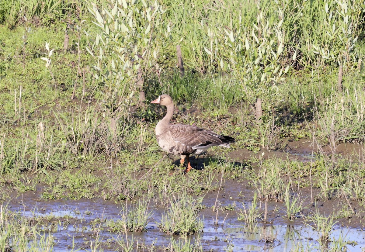 husa běločelá - ML637133805