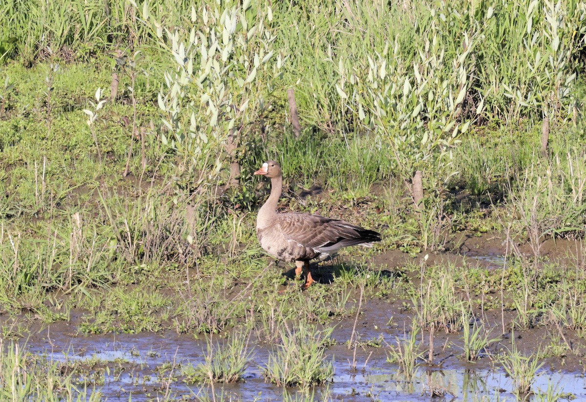 husa běločelá - ML637133806