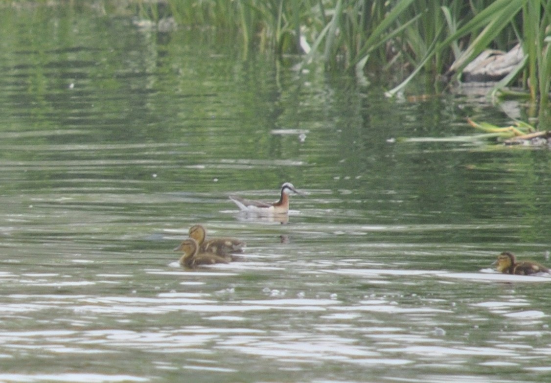 Wilson's Phalarope - ML637133822