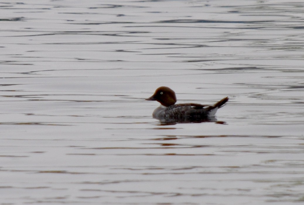 Common Goldeneye - ML637133839