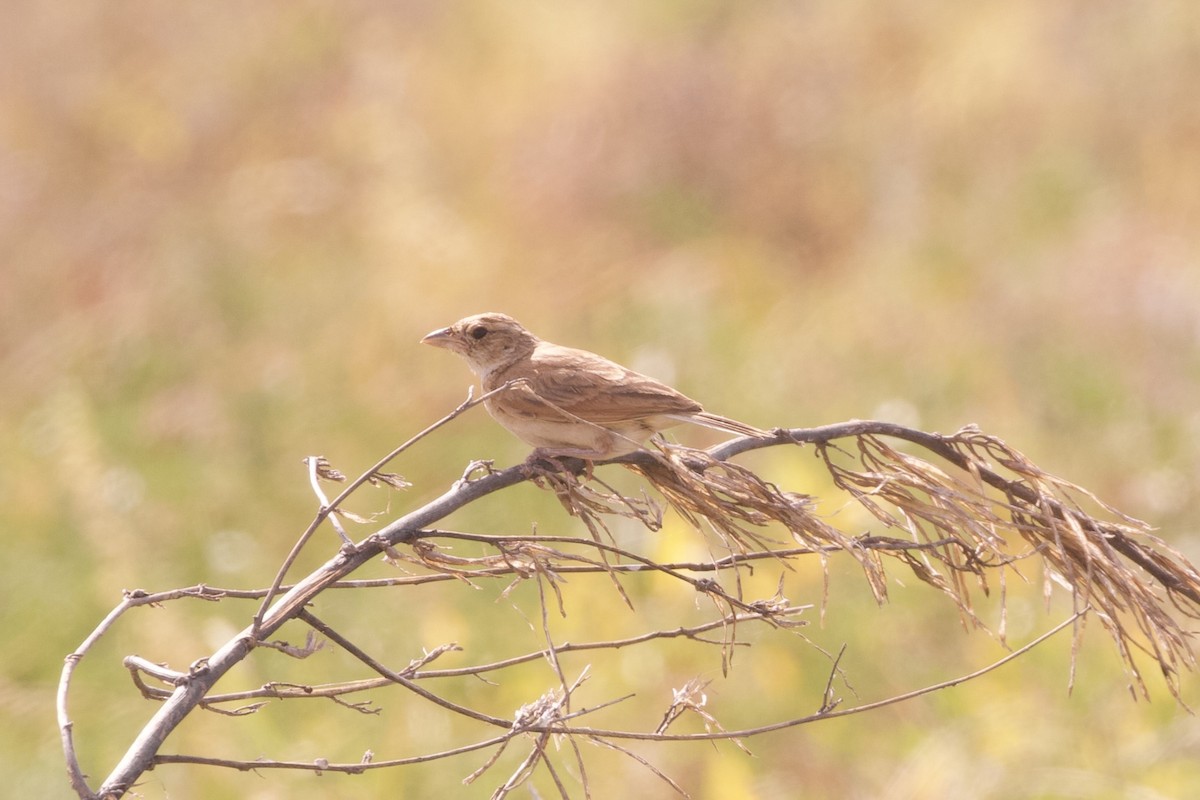 Singing Bushlark (Australasian) - ML637133868