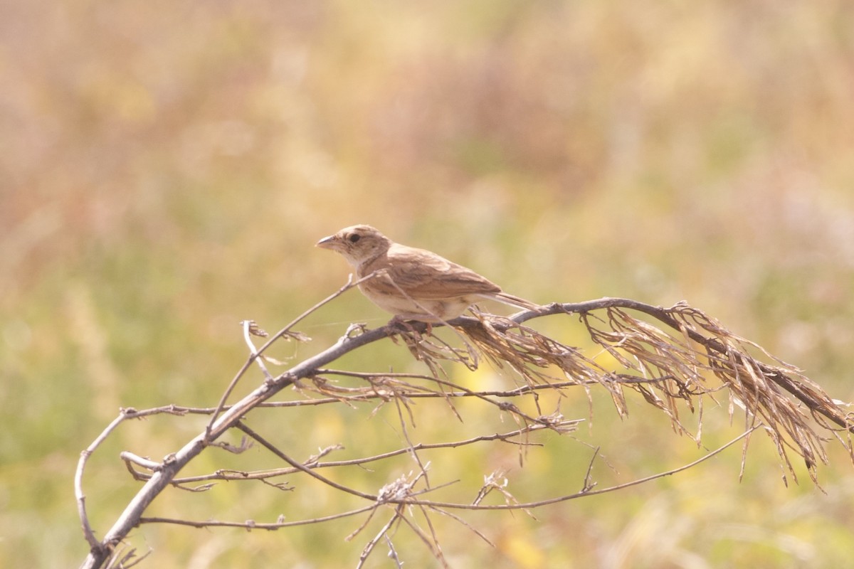 Singing Bushlark (Australasian) - ML637133895