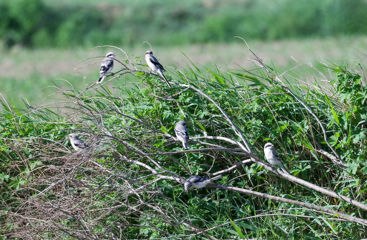 Chinese Gray Shrike - ML637133899