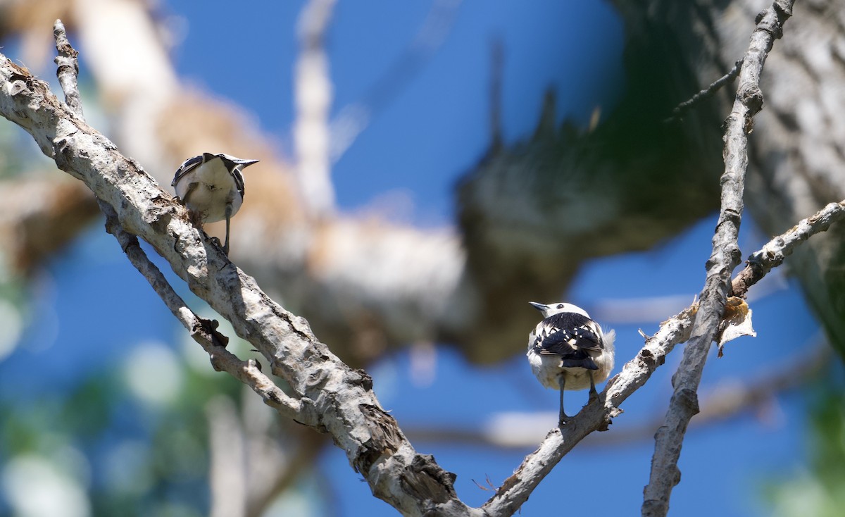 Daurian Starling - ML637133989
