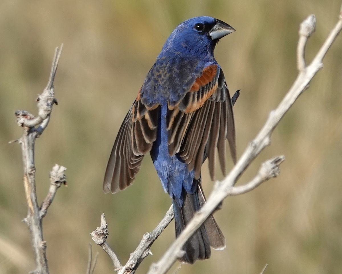 Blue Grosbeak - ML637134047