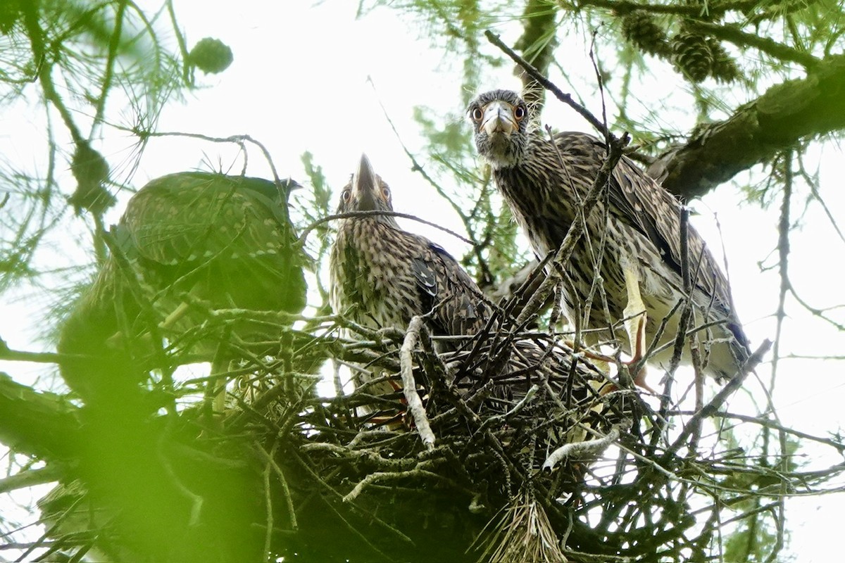 Yellow-crowned Night Heron - ML637134107