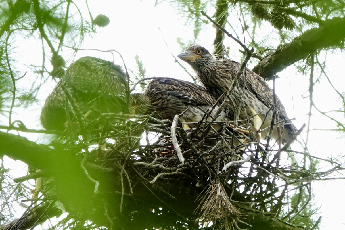 Yellow-crowned Night Heron - ML637134108