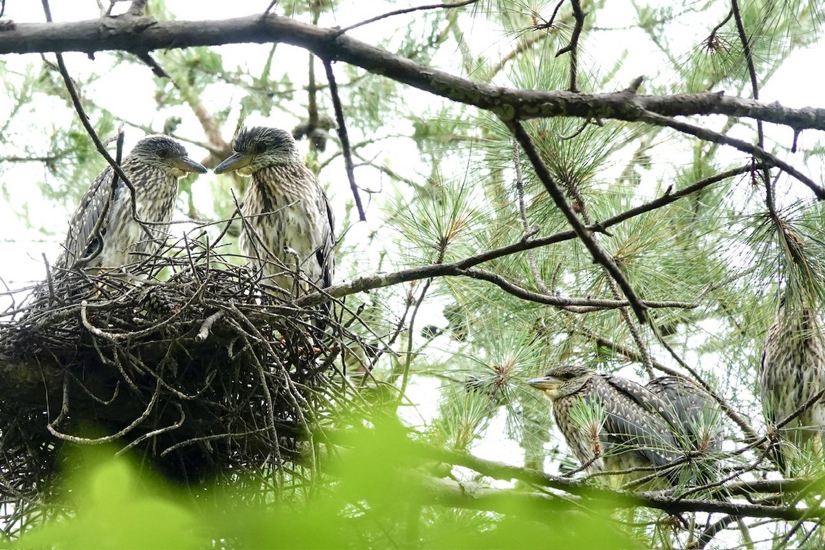 Yellow-crowned Night Heron - ML637134109