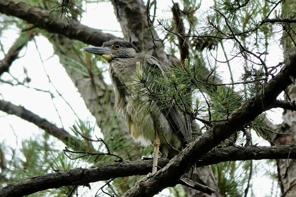 Yellow-crowned Night Heron - ML637134110