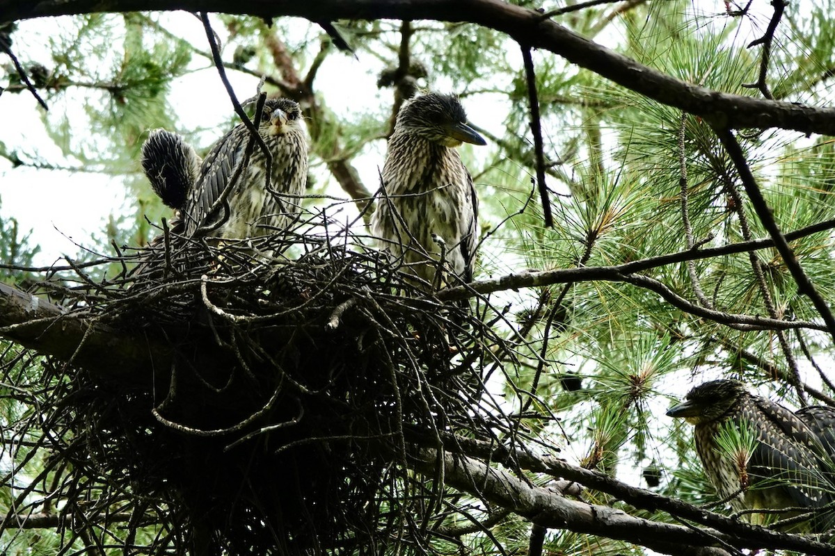 Yellow-crowned Night Heron - ML637134111