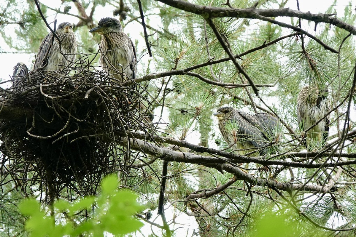Yellow-crowned Night Heron - ML637134113