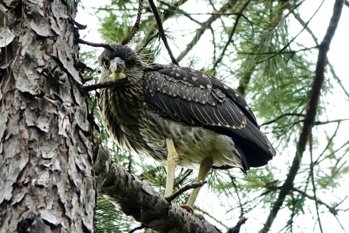 Yellow-crowned Night Heron - ML637134114