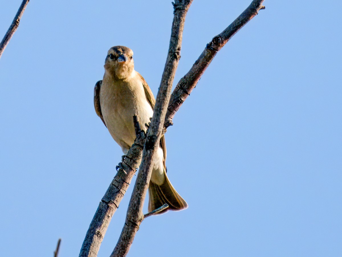 Yellow-throated Bush Sparrow - ML637134186