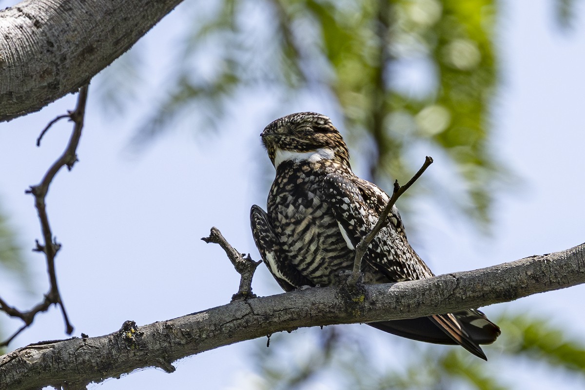 Common Nighthawk - ML637134302