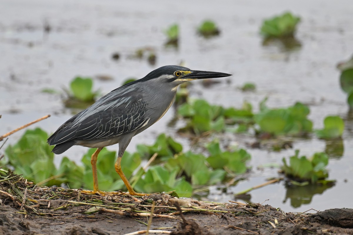 Little Heron - ML637134374