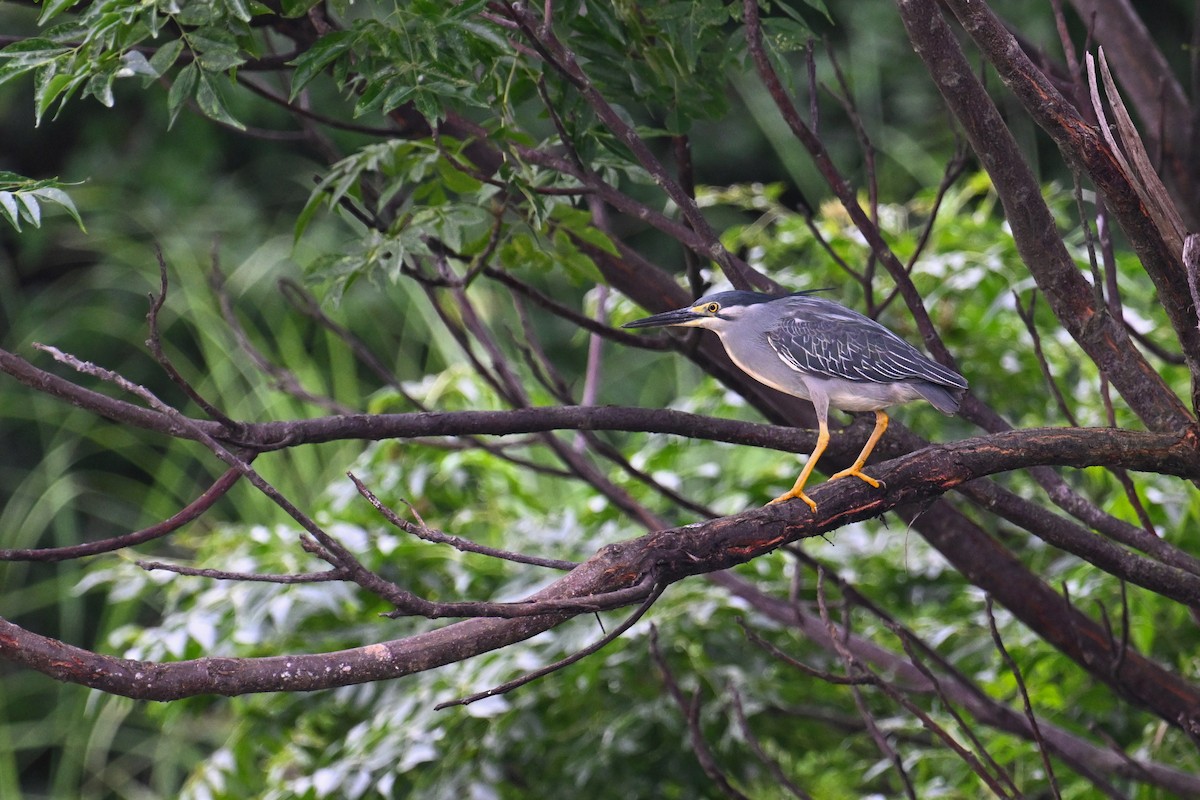 Little Heron - ML637134375