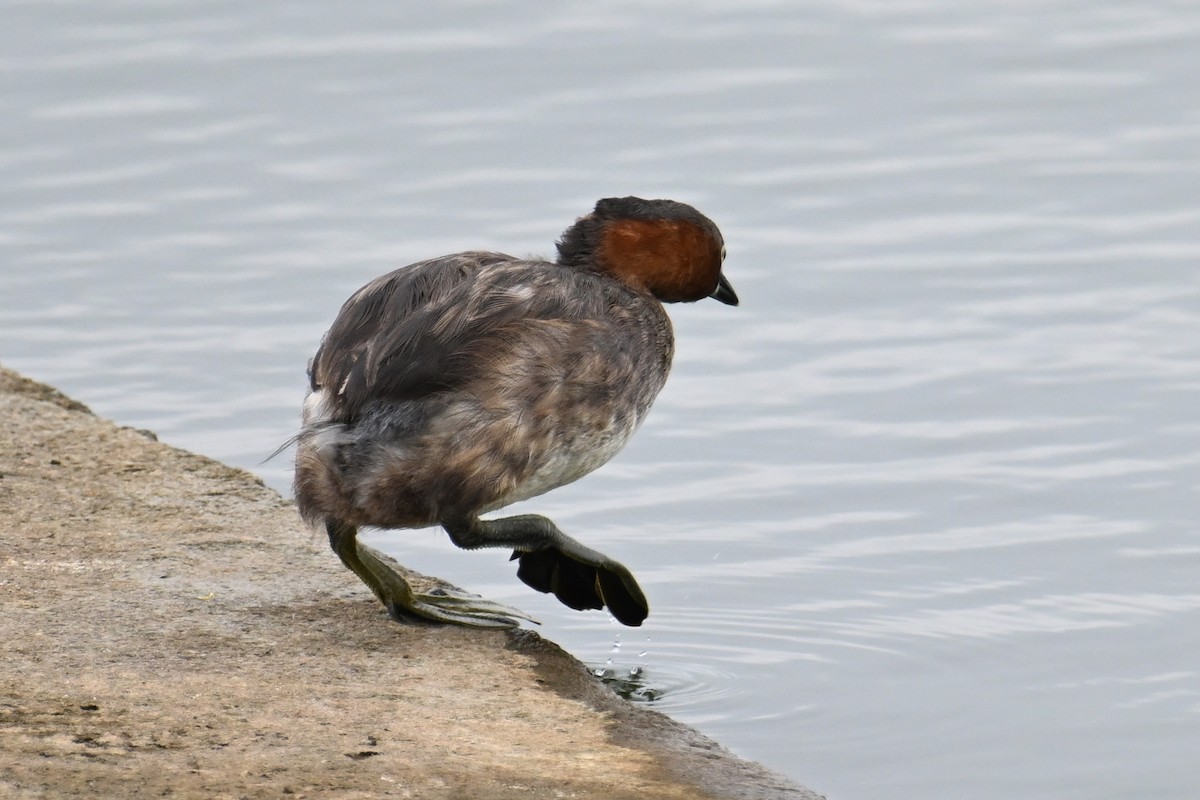 Little Grebe (Little) - ML637134392