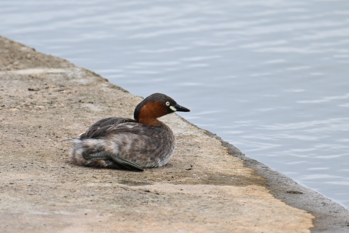 Little Grebe (Little) - ML637134393