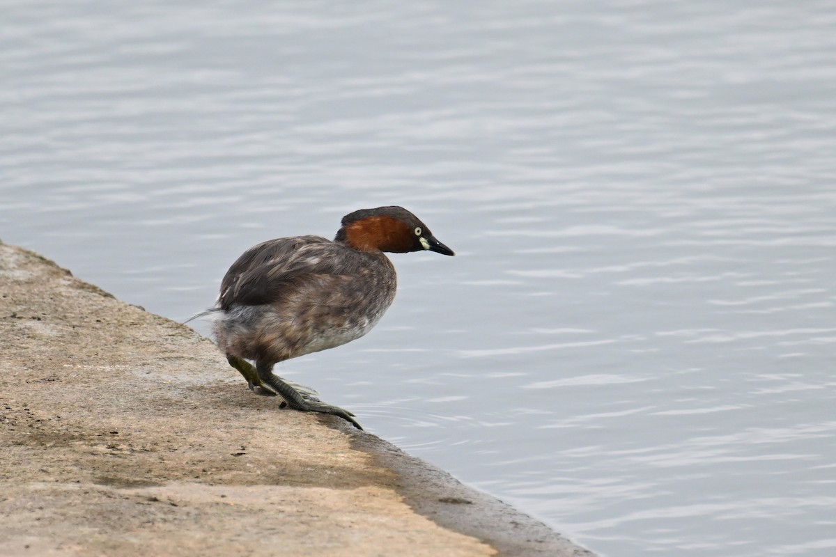 Little Grebe (Little) - ML637134394