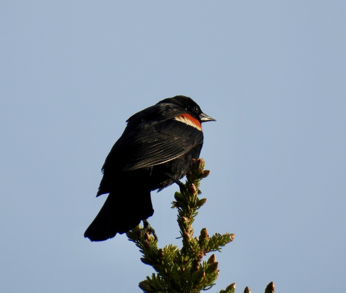 Red-winged Blackbird - ML637134520