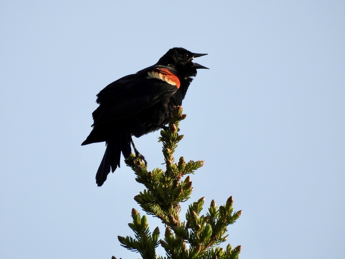 Red-winged Blackbird - ML637134521