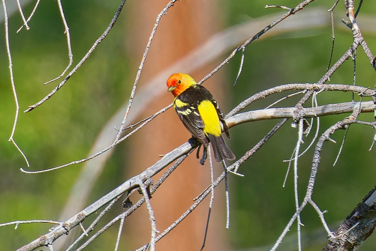 Western Tanager - ML637134533