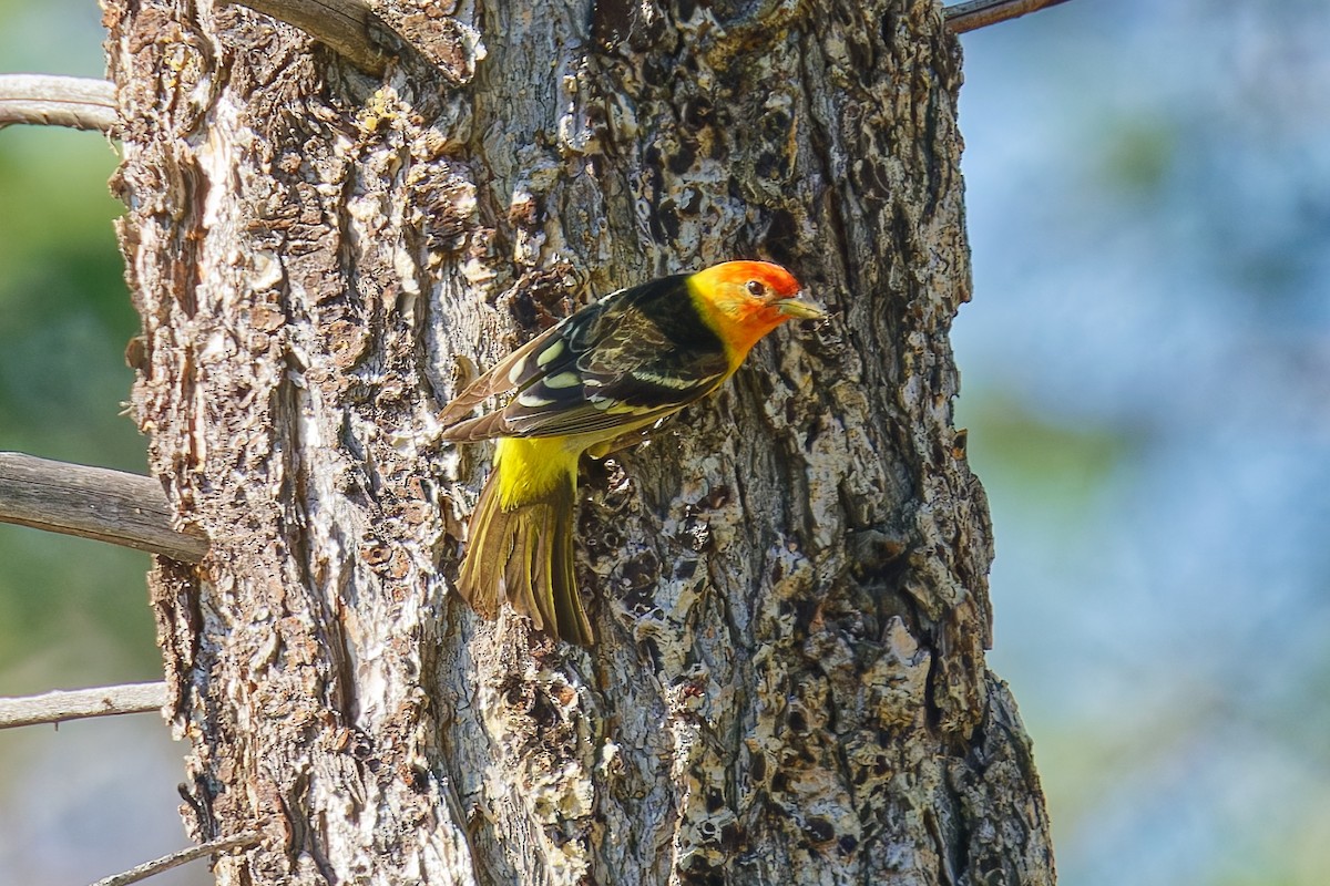 Western Tanager - ML637134534