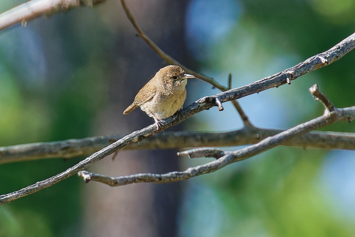 Northern House Wren - ML637134541