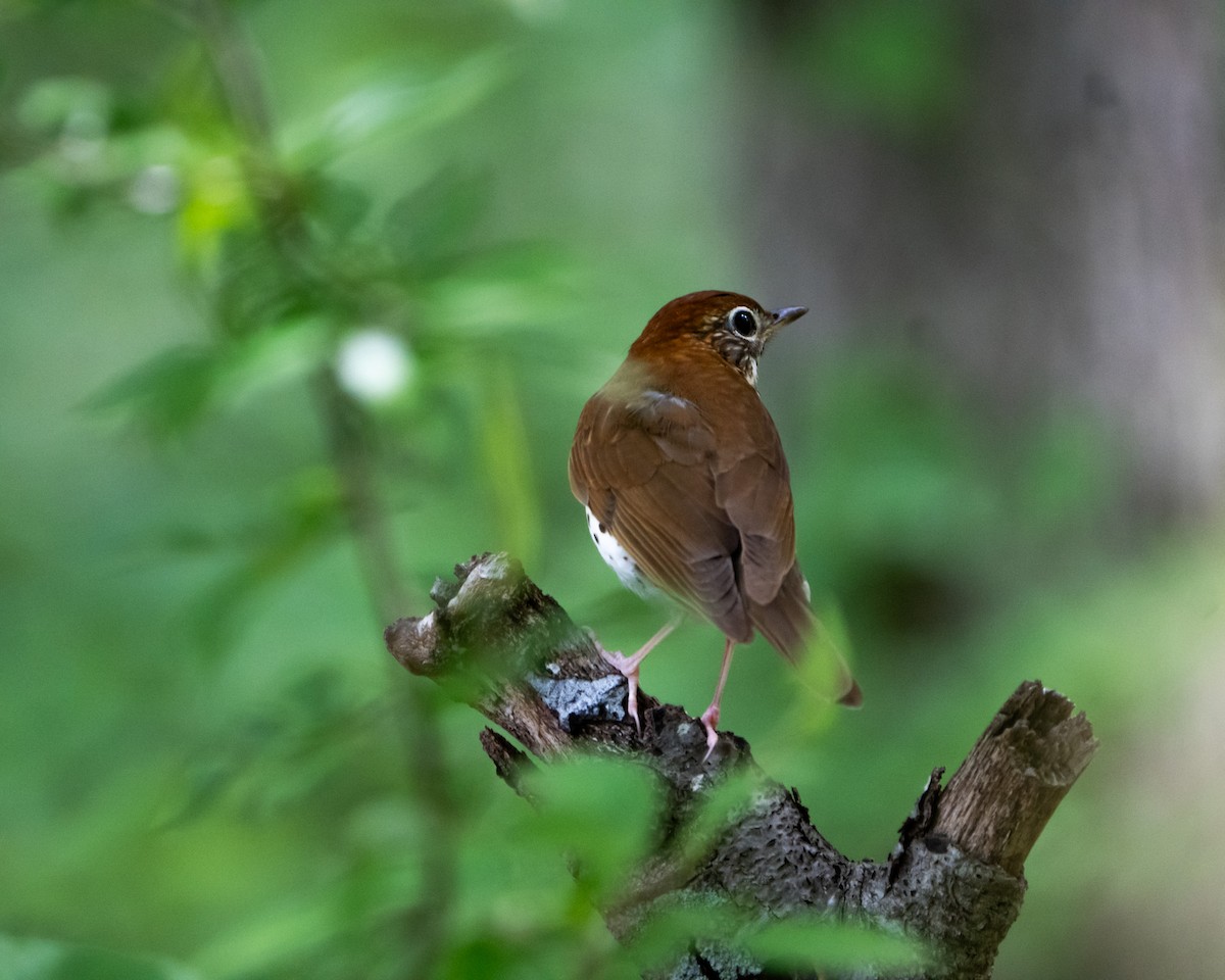 Wood Thrush - ML637134542