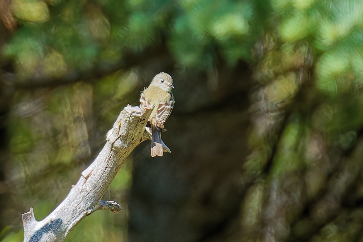 Dusky Flycatcher - ML637134548