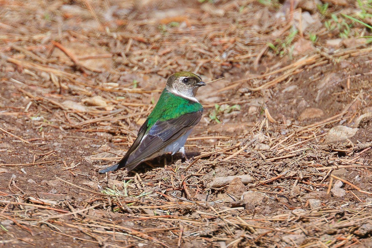 Violet-green Swallow - ML637134552
