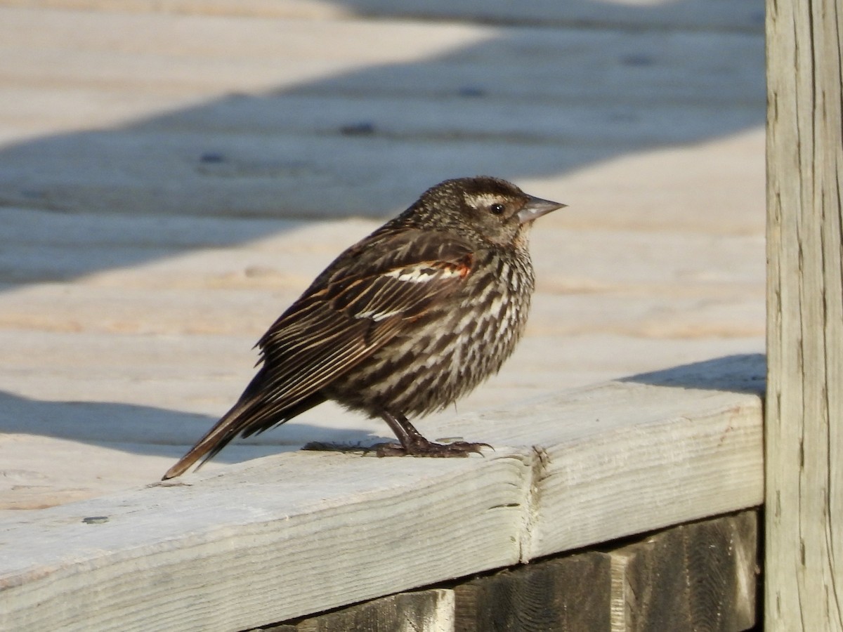 Red-winged Blackbird - ML637134570