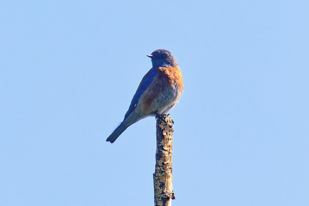 Western Bluebird - ML637134577