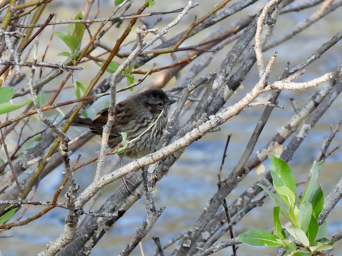 Song Sparrow - ML637134581