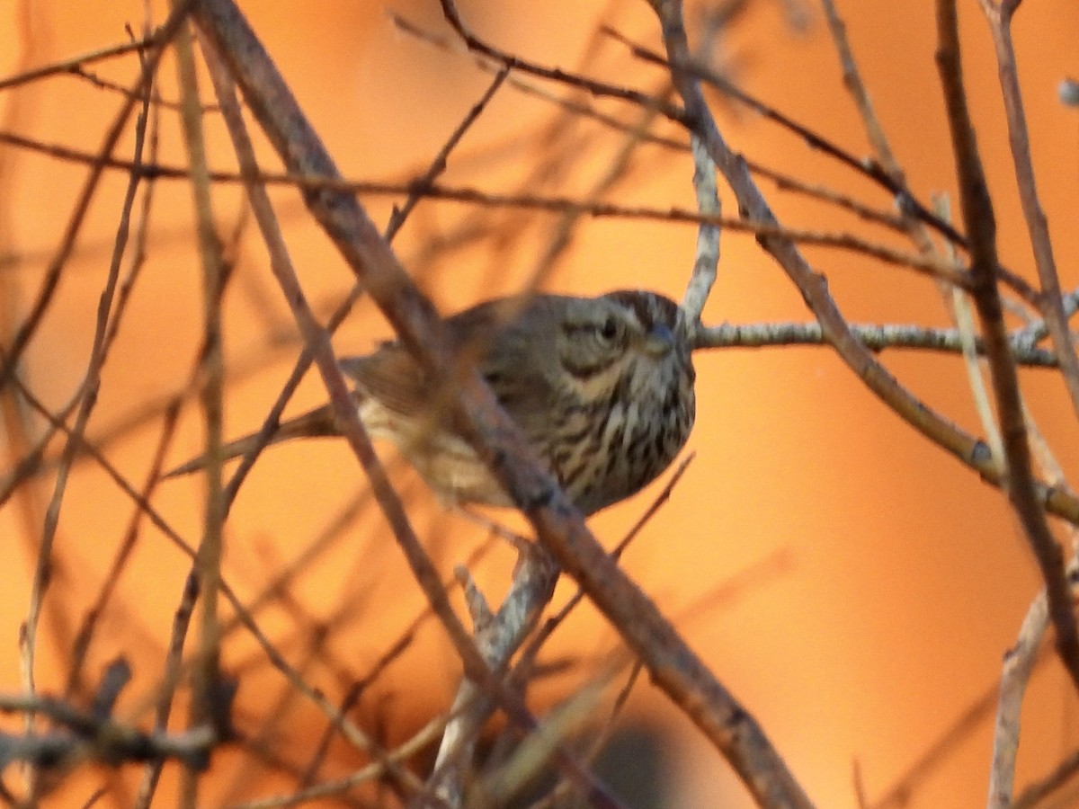 Lincoln's Sparrow - ML637134604