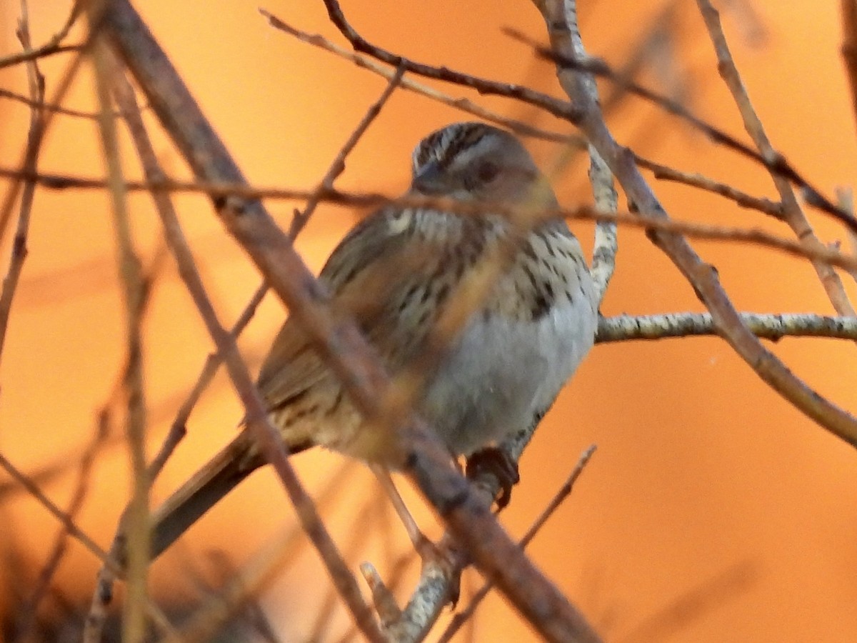 Lincoln's Sparrow - ML637134605