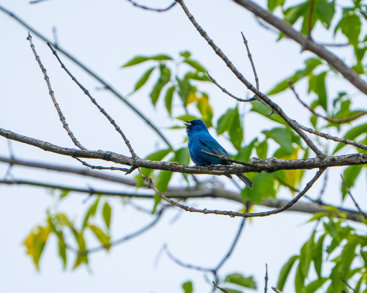 Indigo Bunting - ML637134606