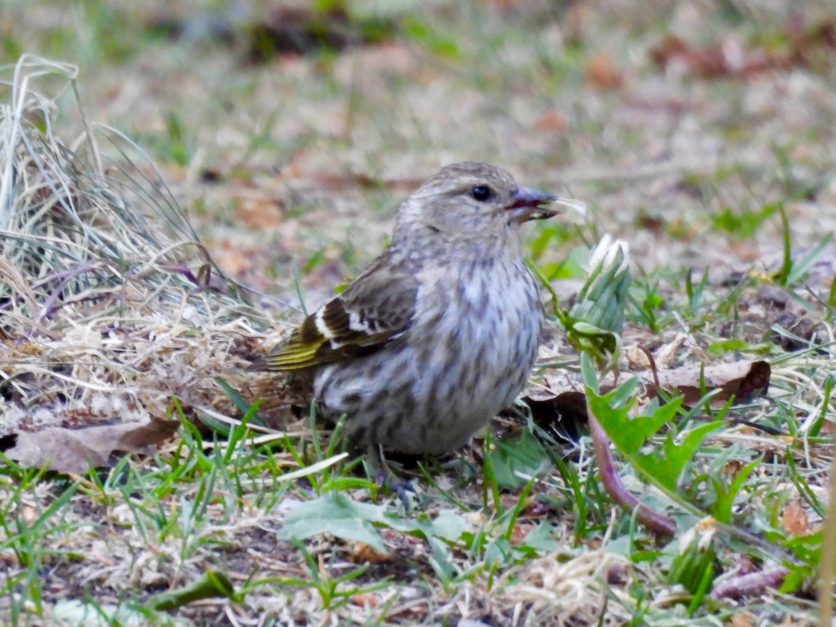 Pine Siskin - ML637134608